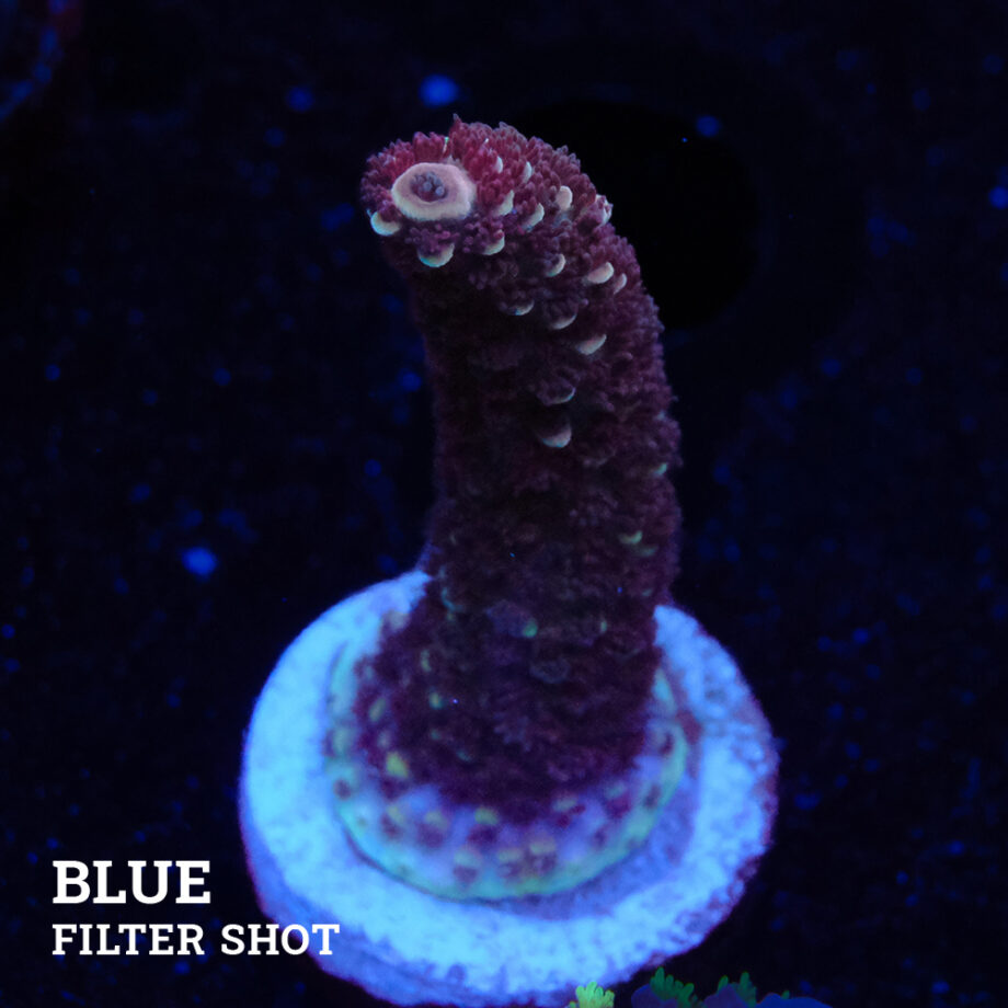 Acropora Aspera