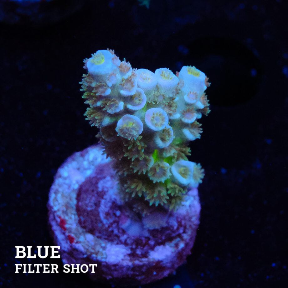 Acropora Tenuis