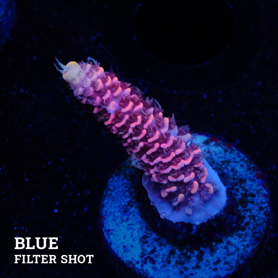 Acropora Millepora 'Pink'