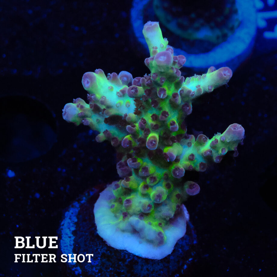 Acropora 'Aussi Fluo