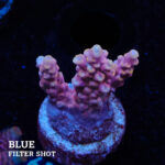 Acropora Rosaria