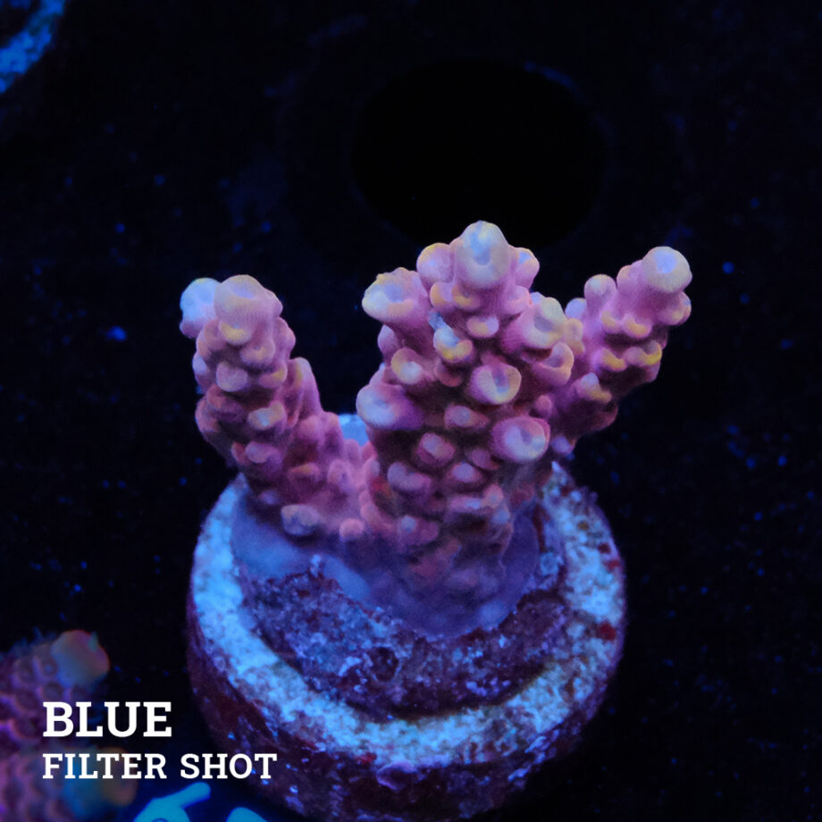 Acropora Rosaria