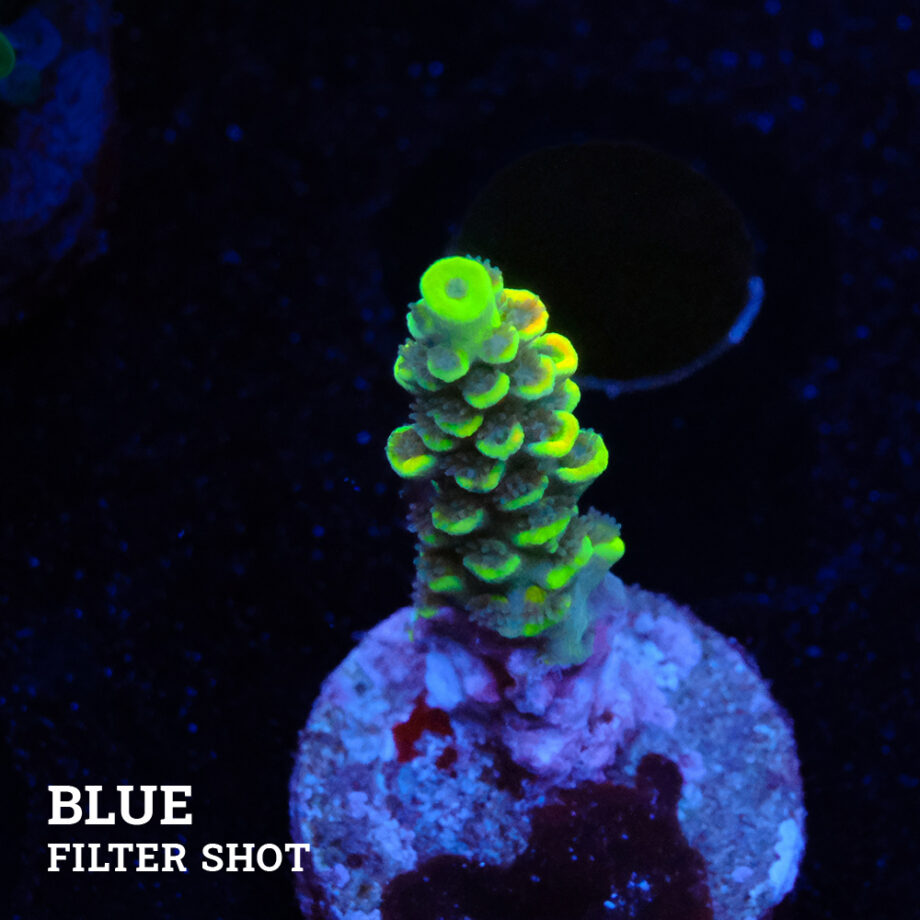 Acropora Tenuis 'Yellow' B-goods