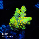 Acropora Tenuis 'Yellow'