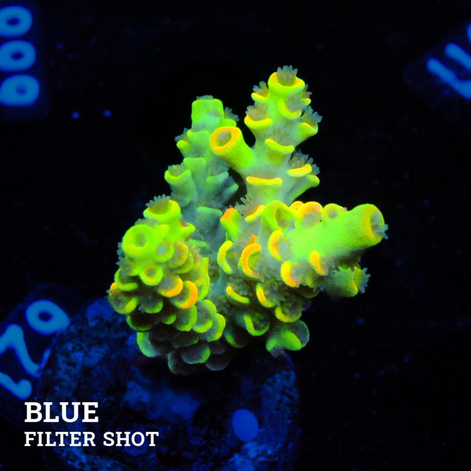 Acropora Tenuis 'Amarilla