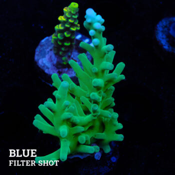 Acropora turkani