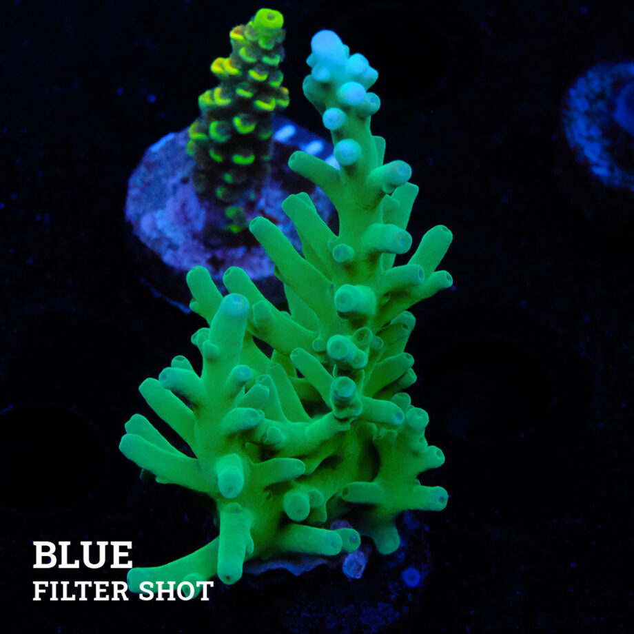 Acropora Turkani