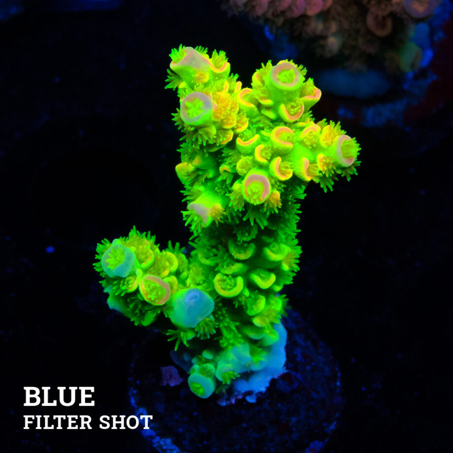Acropora Tenuis 'Green Rainbow Ultra'
