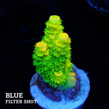 Acropora Tenuis 'Neon Green & Orange'