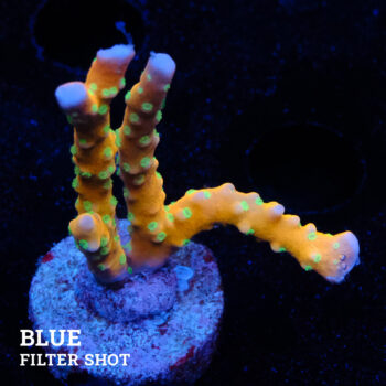 Anacropora 'Tropicana'