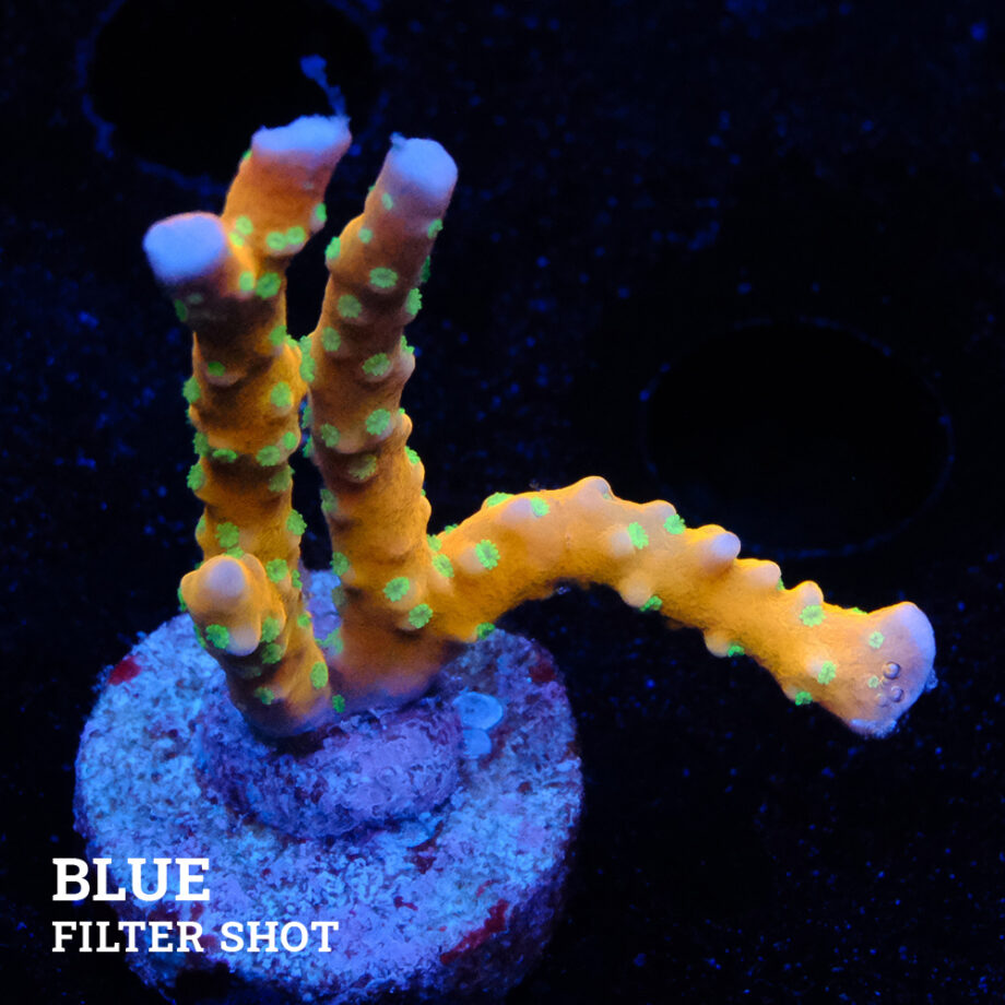 Anacropora 'Tropicana'