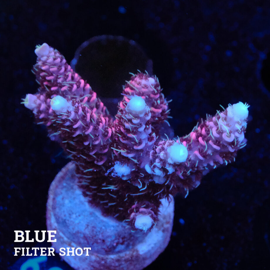 Acropora Millepora 'Rosa