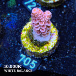 Acropora Tenuis 'Pink'