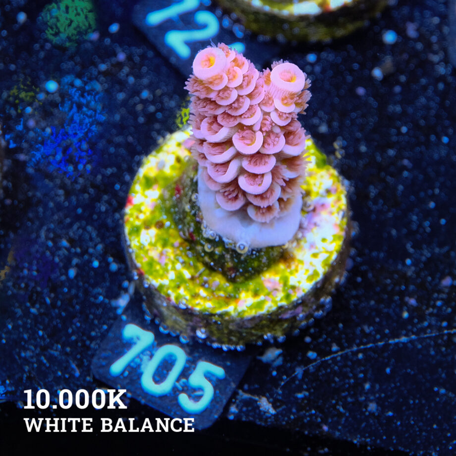 Acropora Tenuis 'Rosa
