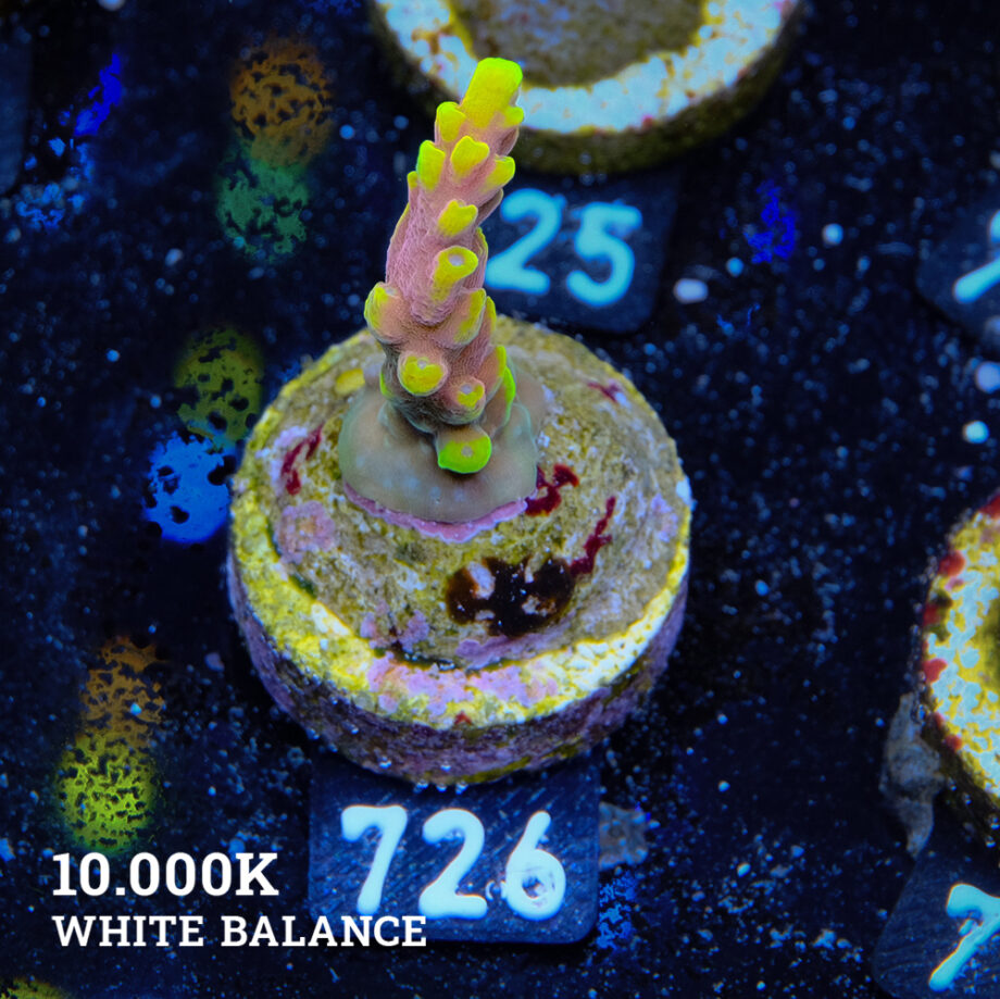 Acropora 'Bali Shorty'