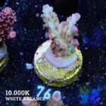 Acropora 'Aussi Fluo'