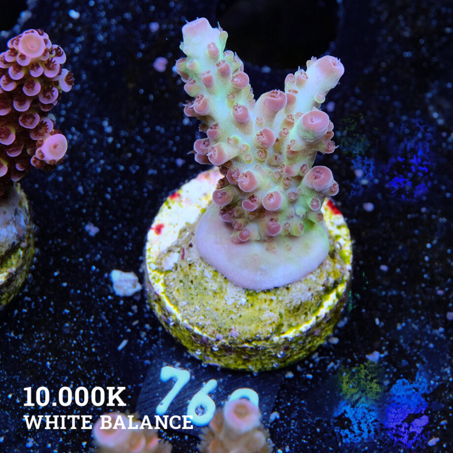 Acropora 'Aussi Fluo'