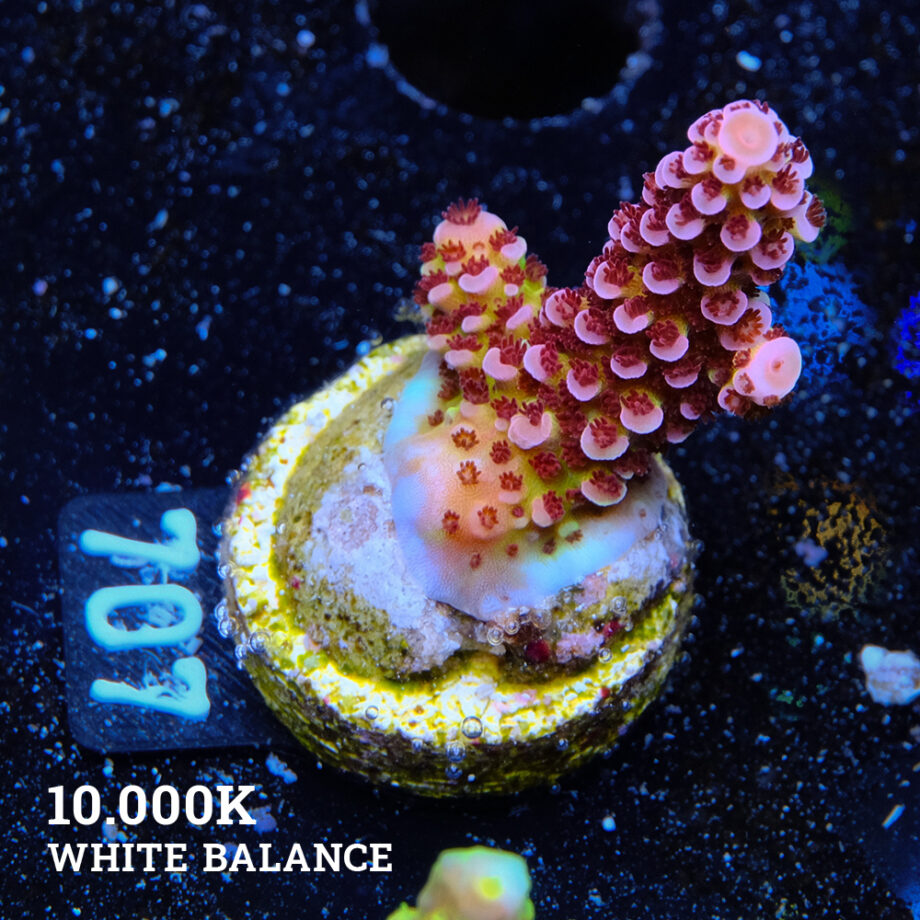 Acropora 'Flou Bicolor'