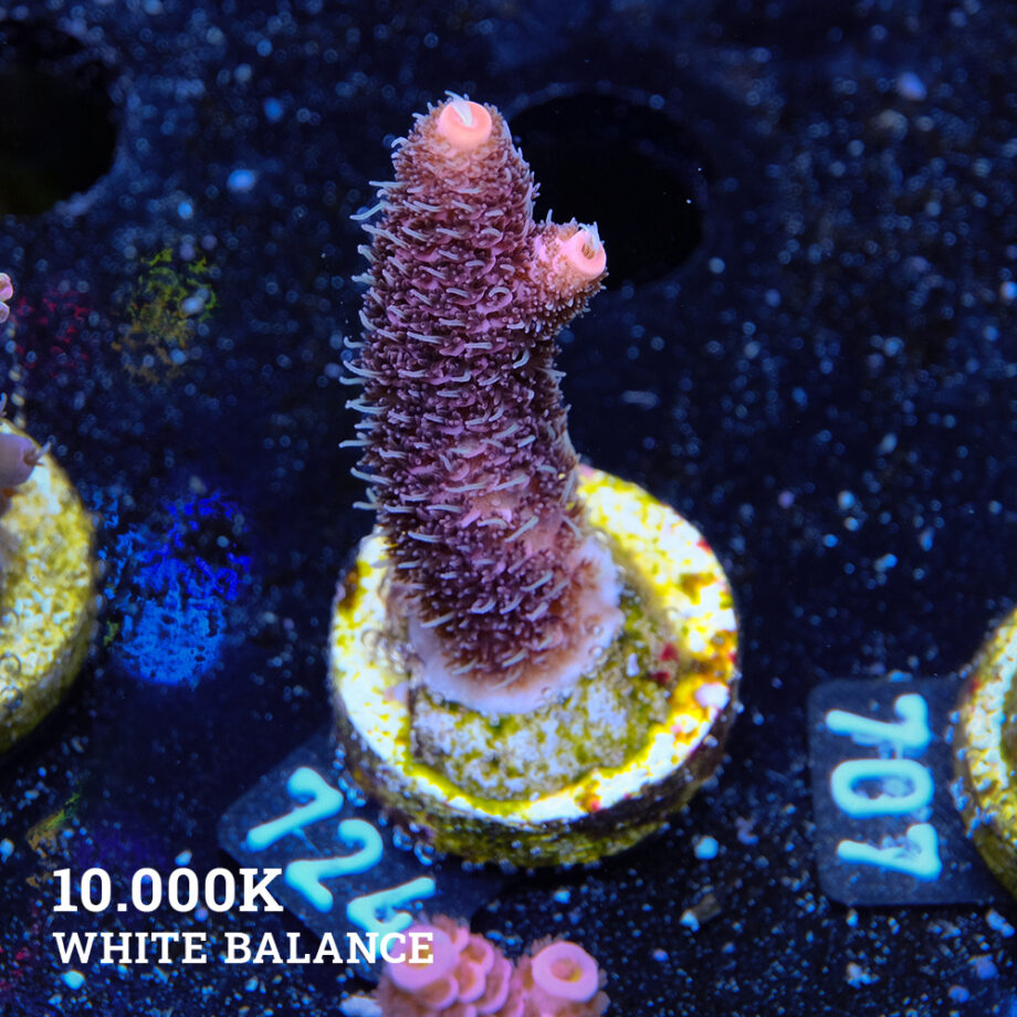 Acropora Millepora 'Pink'