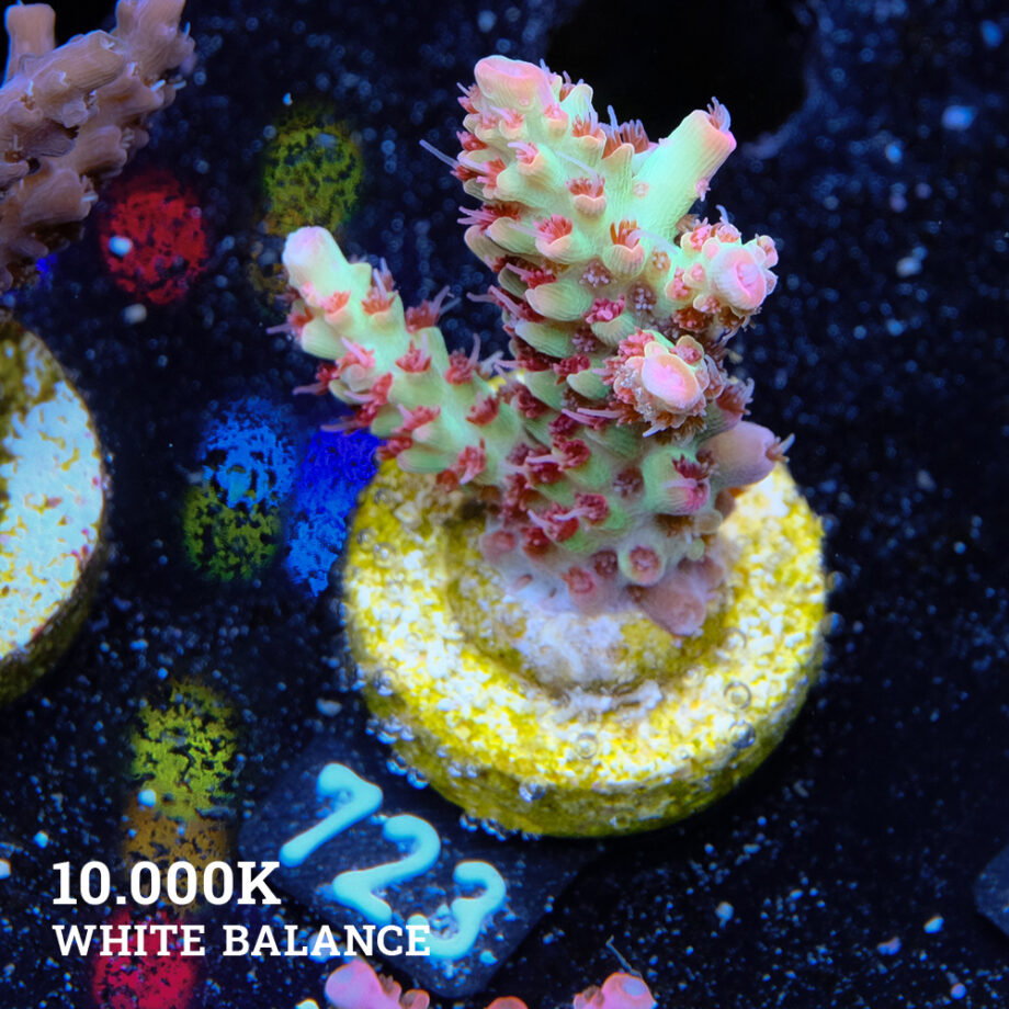Acropora Microklados 'SSC'