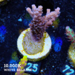 Acropora 'Confetti'