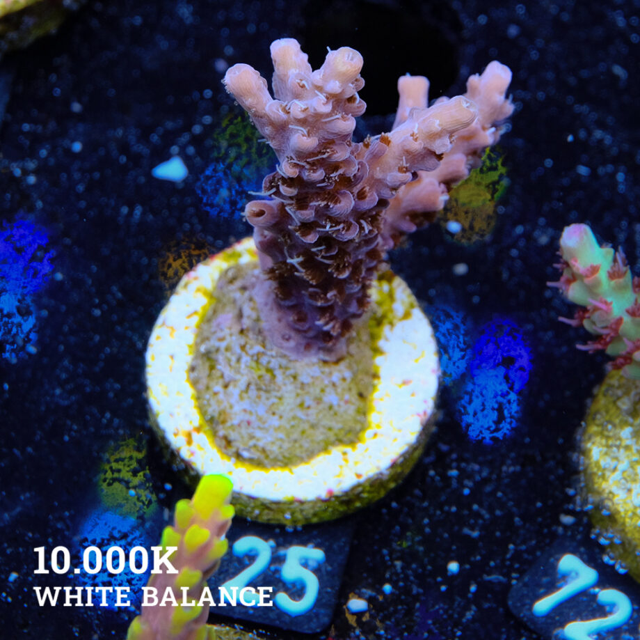 Acropora 'Confetti'