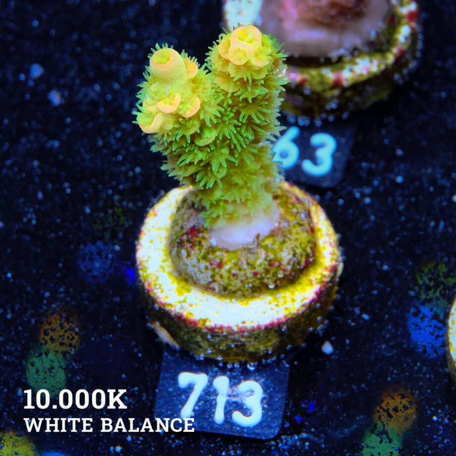 Acropora Tenuis 'Verde y naranja