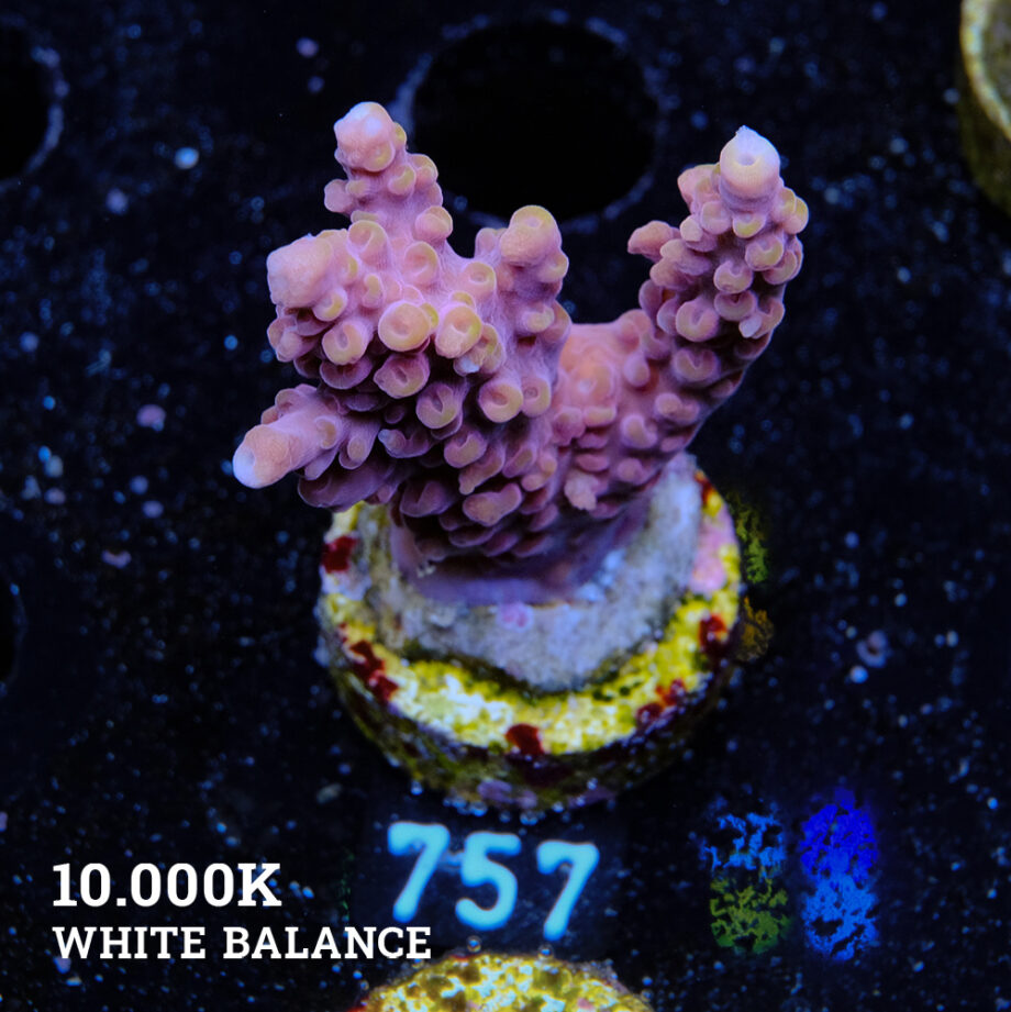 Acropora Rosaria