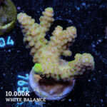 Acropora Ps.