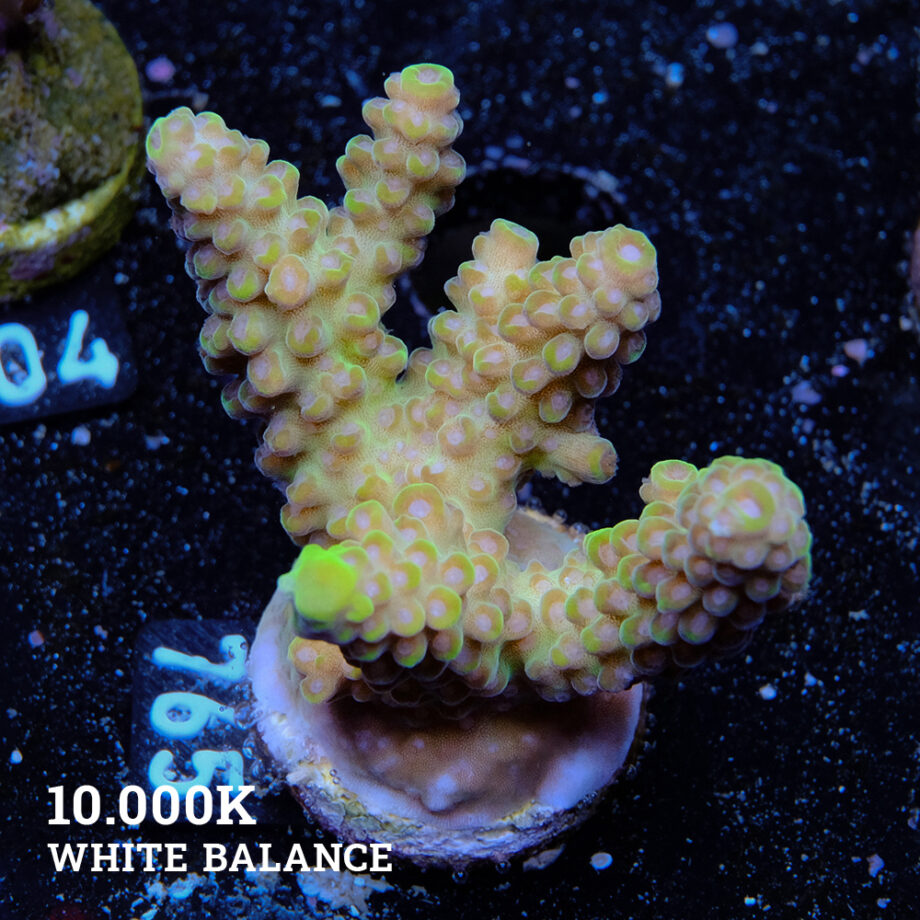 Acropora Ps.