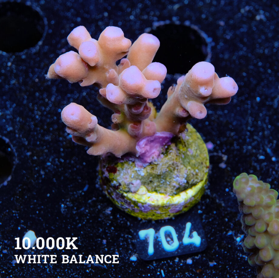Acropora 'Jawdropper