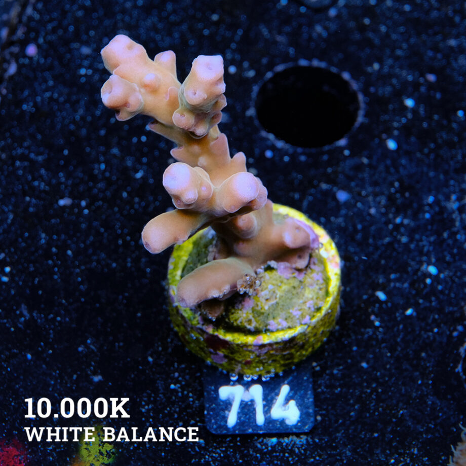 Acropora 'Jawdropper'