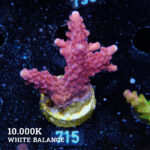 Acropora Divaricata 'Red'