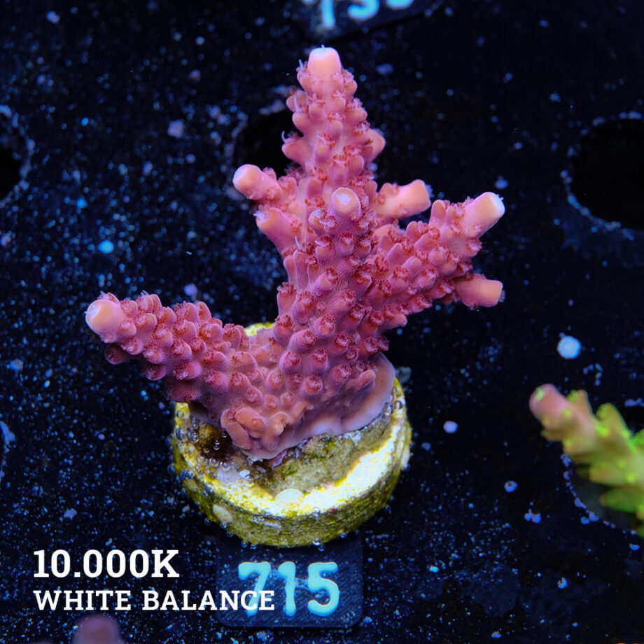 Acropora Divaricata 'Red