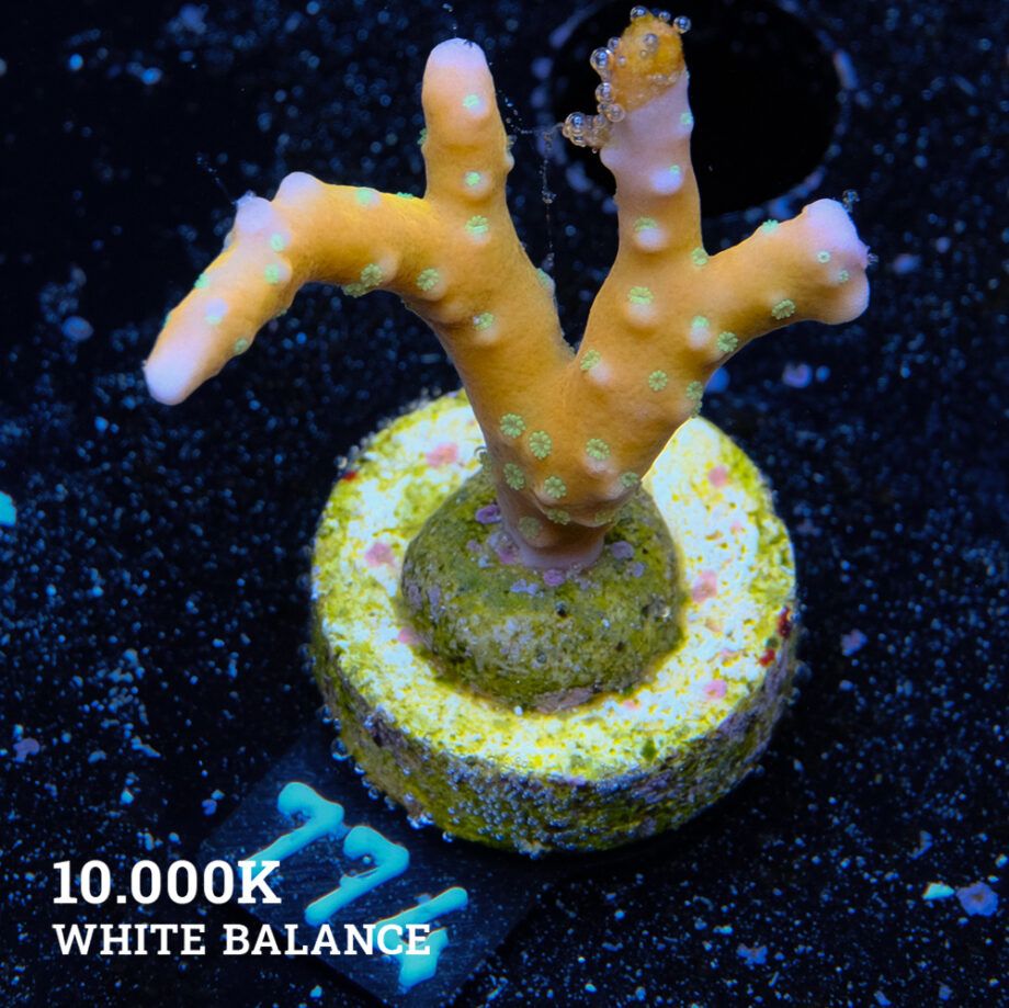 Anacropora 'Tropicana