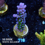 Acropora Tortuosa 'Electric Miyagi'