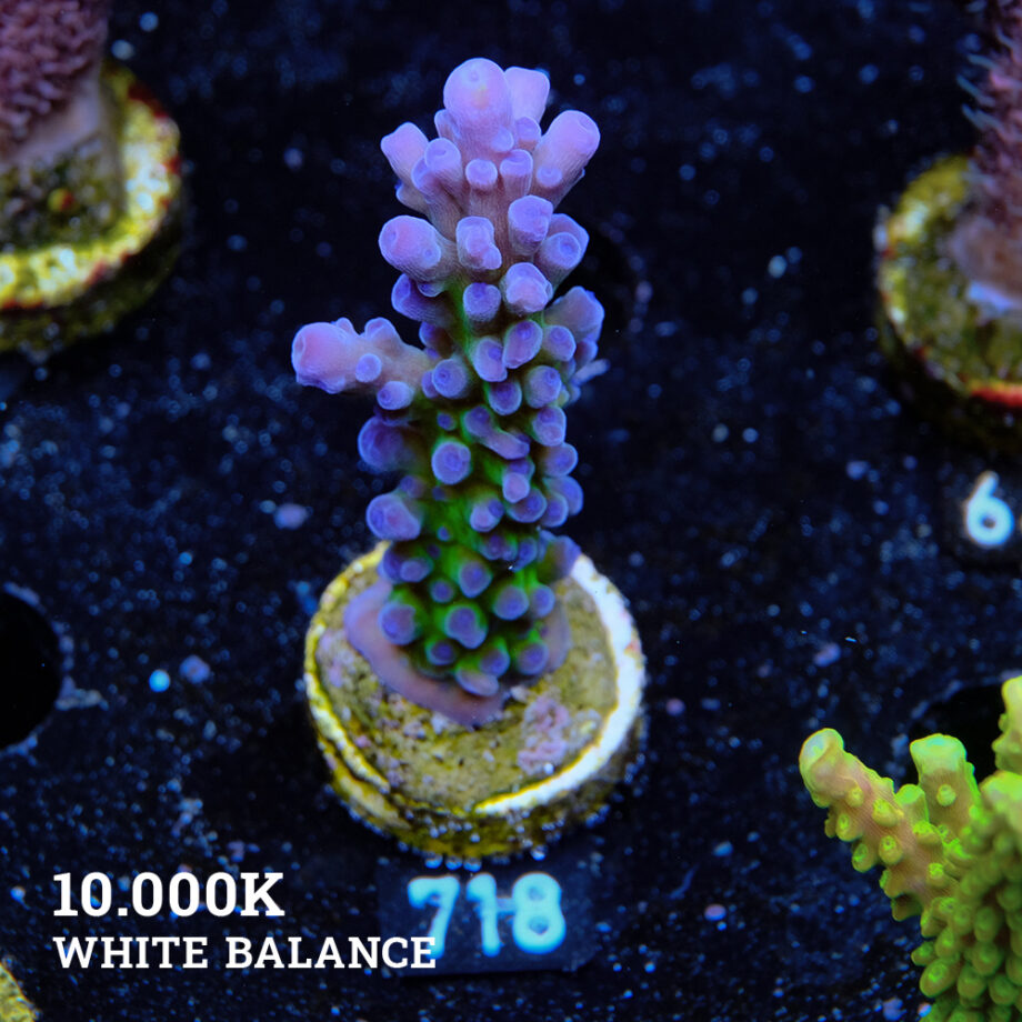 Acropora Tortuosa 'Electric Miyagi