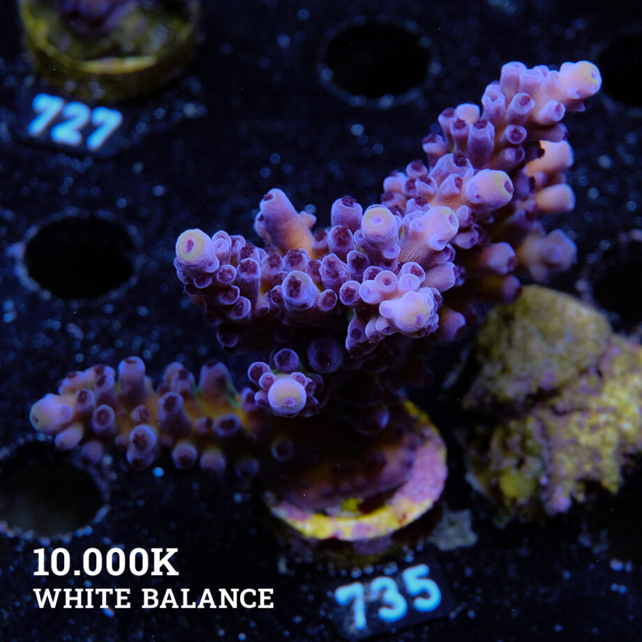Acropora Tortuosa 'Cali Tort' (Acropora Tortuosa 'Cali Tort')