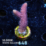 Acropora Millepora 'Pink'