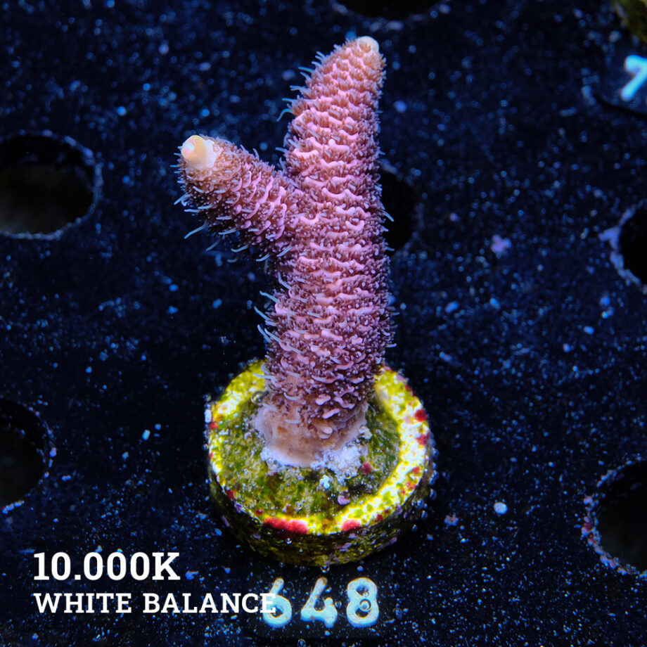 Acropora Millepora 'Pink'