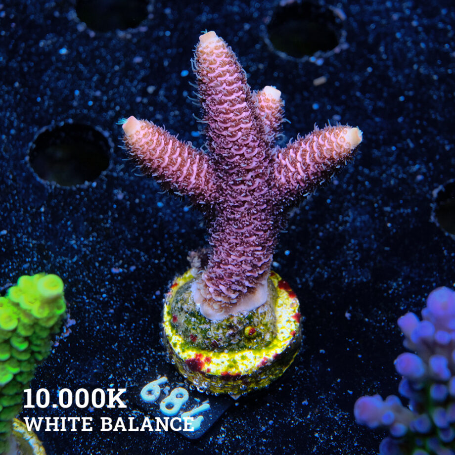 Acropora Millepora 'Pink'