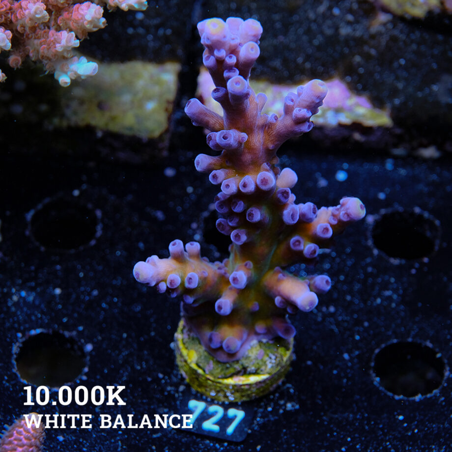 Acropora Tortuosa 'Cali Tort