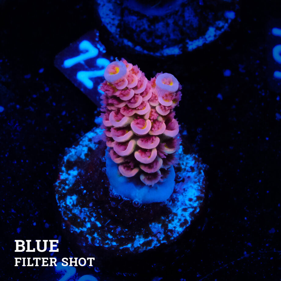 Acropora Tenuis 'Rosa