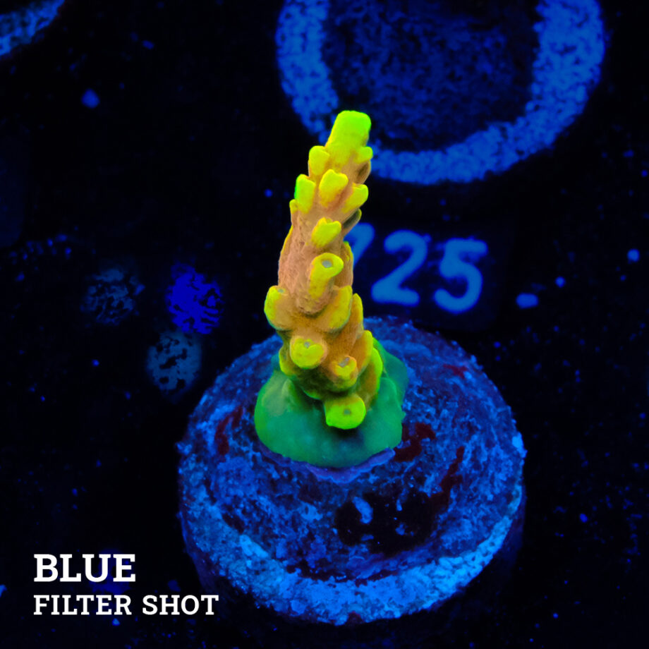 Acropora 'Bali Shorty'