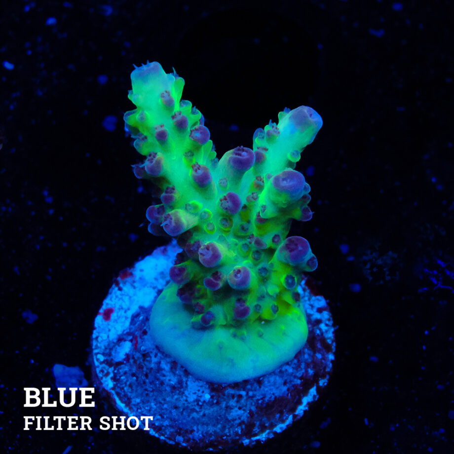 Acropora 'Aussi Fluo'