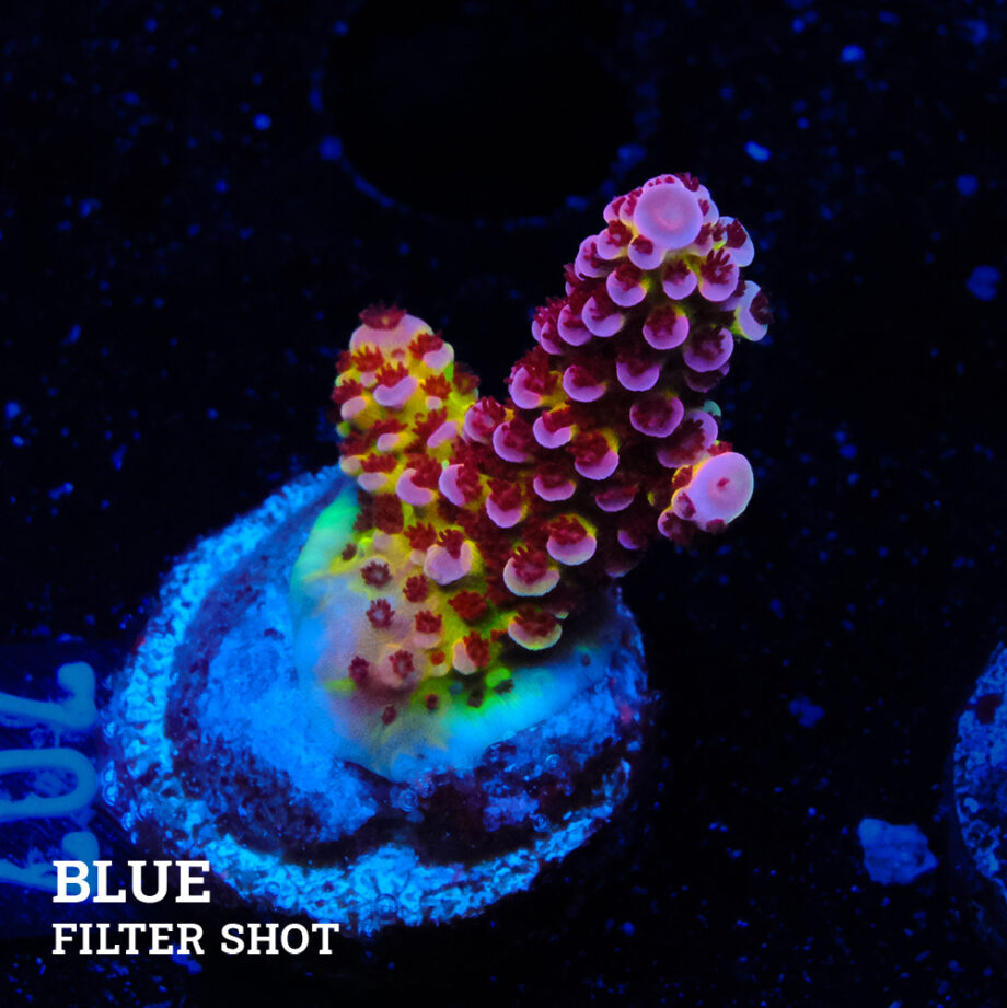 Acropora 'Flou Bicolor'