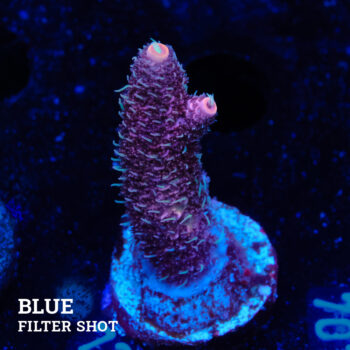 Acropora Millepora 'Pink'
