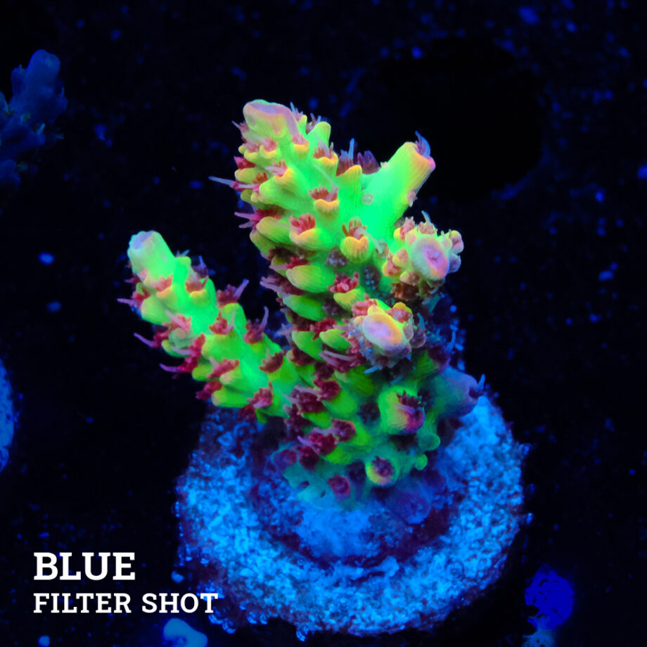 Acropora Microklados 'SSC'
