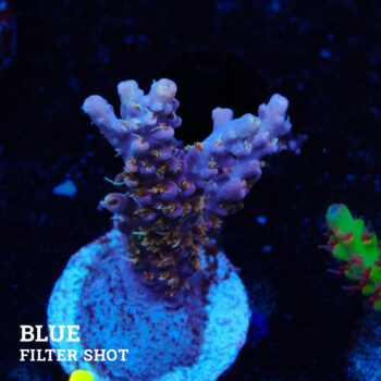 Acropora 'Confetti'