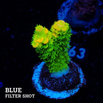 Acropora Tenuis 'Green & Orange'